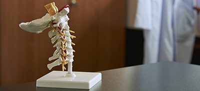 Cervical spine model in medical office