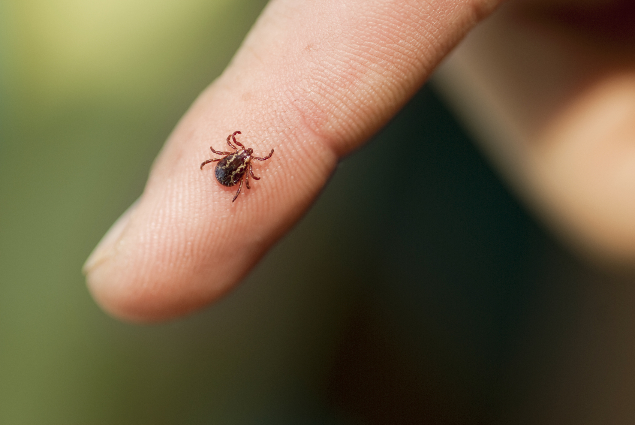 Found a Tick? What to Do Next & When to See a Doctor